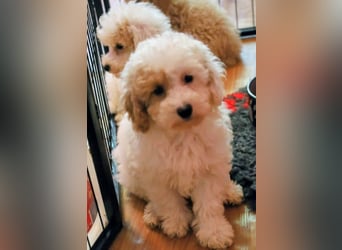 Toy und Zwergpudel Babys aus deutscher geprüfter Zucht