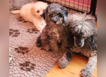 Toy und Zwergpudel Babys aus deutscher geprüfter Zucht