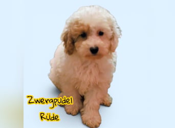 Toy und Zwergpudel Babys aus deutscher geprüfter Zucht