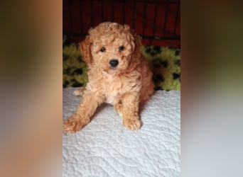 Toy und Zwergpudel Babys aus deutscher geprüfter Zucht