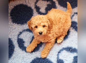 Toy und Zwergpudel Babys aus deutscher geprüfter Zucht