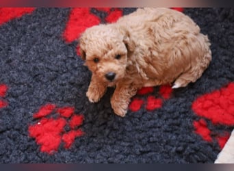 Toy und Zwergpudel Babys aus deutscher geprüfter Zucht