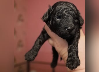 Toy und Zwergpudel Babys aus deutscher geprüfter Zucht
