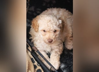 Toy und Zwergpudel Babys aus deutscher geprüfter Zucht