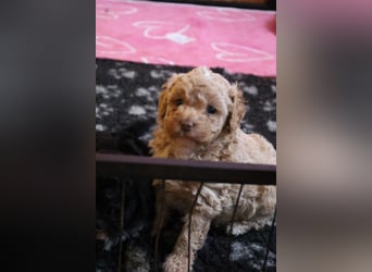 Toy und Zwergpudel Babys aus deutscher geprüfter Zucht