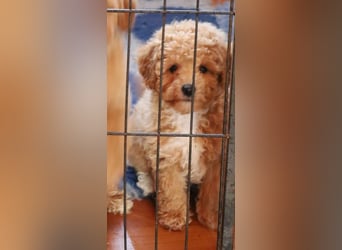 Toy und Zwergpudel Babys aus deutscher geprüfter Zucht