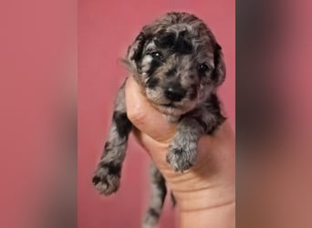 Toy und Zwergpudel Babys aus deutscher geprüfter Zucht