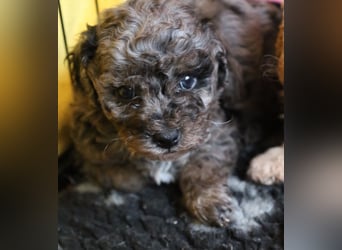 Toy und Zwergpudel Babys aus deutscher geprüfter Zucht