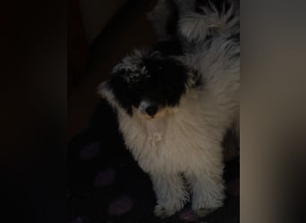 Toy und Zwergpudel Babys aus deutscher geprüfter Zucht