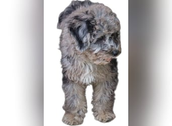 Toy und Zwergpudel Babys aus deutscher geprüfter Zucht