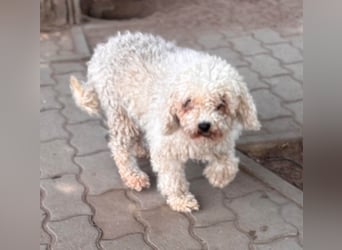 Lili, offene, freundliche Pudel Hündin geb. 10/2019