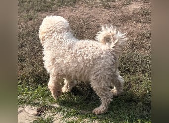 Lili, offene, freundliche Pudel Hündin geb. 10/2019