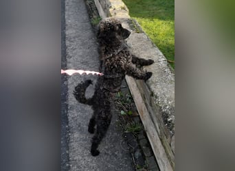 Paca, (liebevoll Pia genannt ) süßes Pudelmädchen geb. 2025