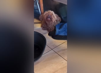 Imi, schüchterner Pudeljunge geb. 2018