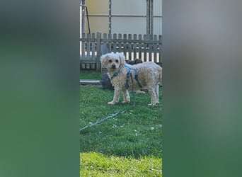 Eta, kleine Pudel Dame geb. 2017