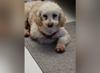 Zsak, schüchternes Pudelmädchen geb. 2020