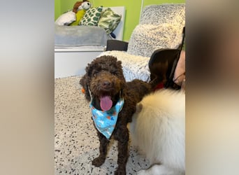 Balu, gut gelaunter Pudelrüde geb. 2024