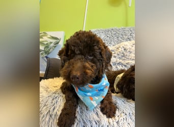 Balu, gut gelaunter Pudelrüde geb. 2024