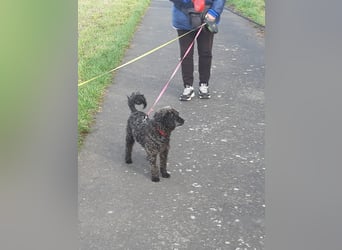 Paca, (liebevoll Pia genannt ) süßes Pudelmädchen geb. 2025