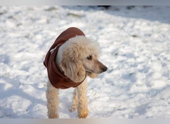 Gizi, liebes Pudelmädchen geb. 2018