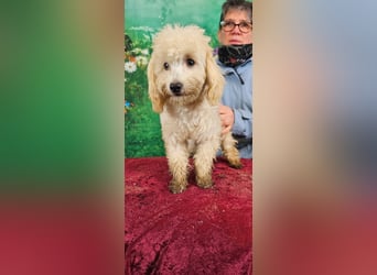 Emmy, bezauberndes Pudelmädchen mit kleinem Handicap geb. 2025