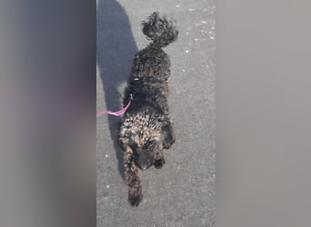 Paca, (liebevoll Pia genannt ) süßes Pudelmädchen geb. 2025