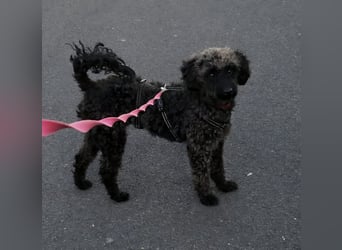 Paca, (liebevoll Pia genannt ) süßes Pudelmädchen geb. 2025