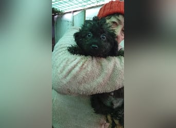 Vici, süßer, verspielter Pudelwelpenjunge geb. 2025