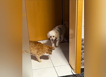 Zsak, schüchternes Pudelmädchen geb. 2020