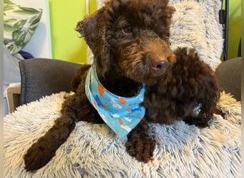 Balu, gut gelaunter Pudelrüde geb. 2024