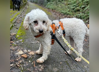 Zsak, schüchternes Pudelmädchen geb. 2020