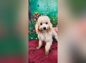 Emmy, bezauberndes Pudelmädchen mit kleinem Handicap geb. 2025