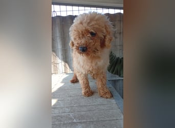 Vera, hübsche Pudeldame geb. 2019