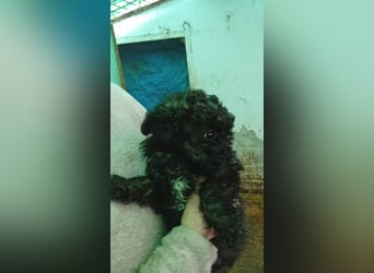 Vidi, süßer, verspielter Pudelwelpenjunge geb. 2025