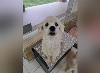 Converse, lieber Pudeljunge geb. 2023