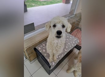 Converse, lieber Pudeljunge geb. 2023