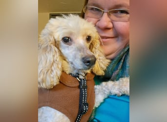 Gizi, liebes Pudelmädchen geb. 2018