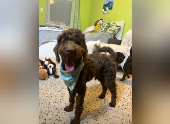 Balu, gut gelaunter Pudelrüde geb. 2024