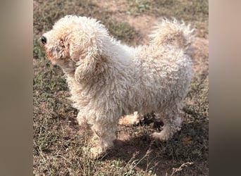 Lili, offene, freundliche Pudel Hündin geb. 10/2019