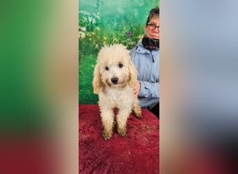 Emmy, bezauberndes Pudelmädchen mit kleinem Handicap geb. 2025