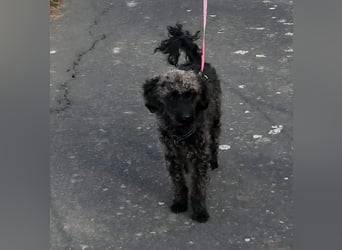 Paca, (liebevoll Pia genannt ) süßes Pudelmädchen geb. 2025