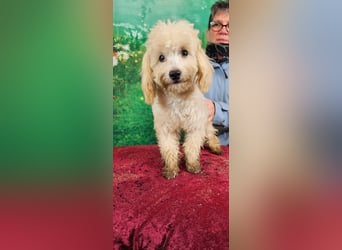 Emmy, bezauberndes Pudelmädchen mit kleinem Handicap geb. 2025