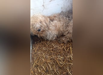 Szilva, liebes Pudelmädchen geb. 2023