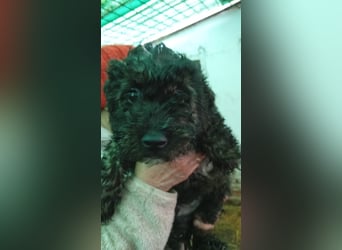 Vidi, süßer, verspielter Pudelwelpenjunge geb. 2025