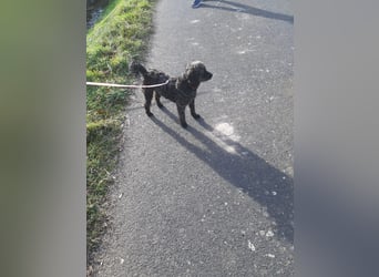 Paca, (liebevoll Pia genannt ) süßes Pudelmädchen geb. 2025