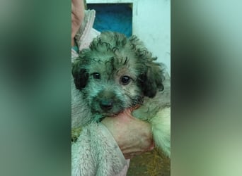 Veni, süßes Pudelwelpenmädchen geb. 2025