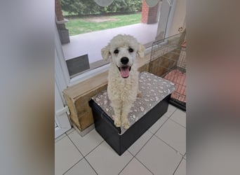 Converse, lieber Pudeljunge geb. 2023