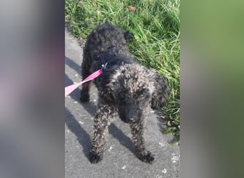 Paca, (liebevoll Pia genannt ) süßes Pudelmädchen geb. 2025