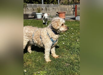 Eta, kleine Pudel Dame geb. 2017