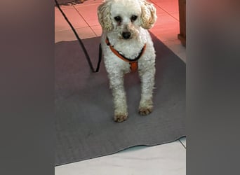 Zsak, schüchternes Pudelmädchen geb. 2020